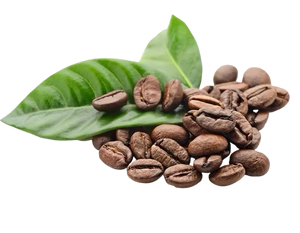 Arabica Coffee
