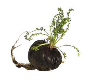 Black Maca