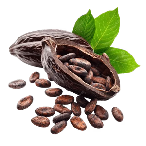 Cacao