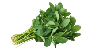 Fenugreek