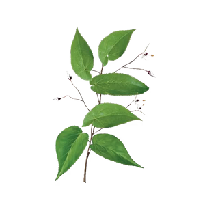 Horny Goat Weed