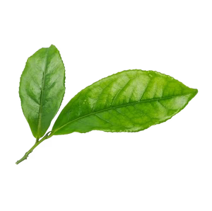 L-Theanine