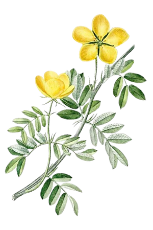 Tribulus Terrestris